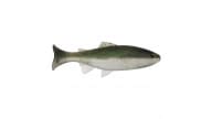 Anglers King Sugar Shaker Trout - SS8-031 - Thumbnail