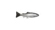 Huddleston 68 Special Swimbait