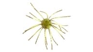 Strike King Tumbleweed Floating - 100 - Thumbnail