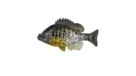Huddleston Deluxe Bluegill